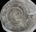 Dactylioceras Ammonite - UK #42629-1